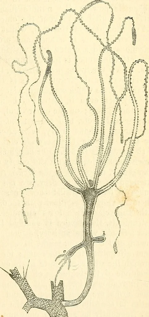 An illustration from The microscope and its revelations, 1856, leaf 552