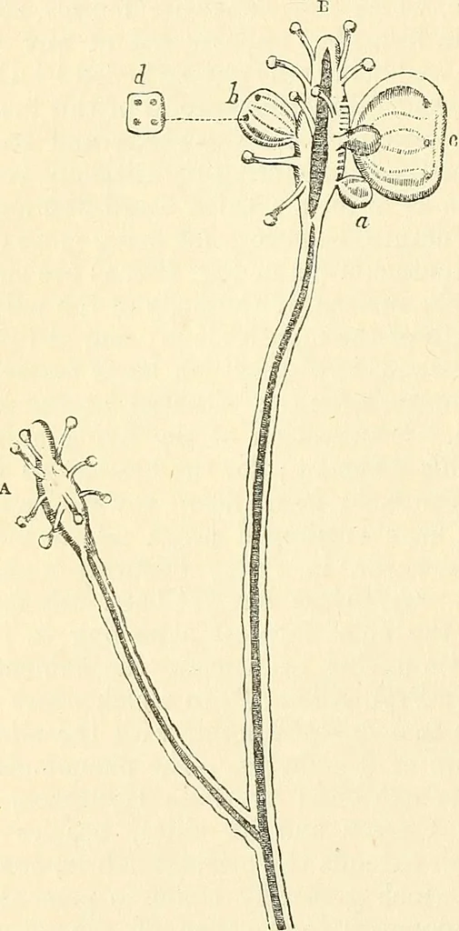 An illustration from The microscope and its revelations, 1856, leaf 557
