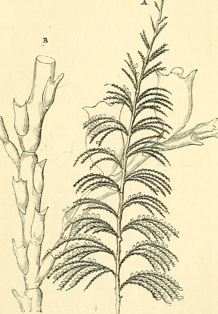 An illustration from The microscope and its revelations, 1856, leaf 562