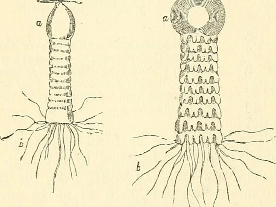 An illustration from The microscope and its revelations, 1856, leaf 565