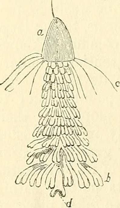 An illustration from The microscope and its revelations, 1856, leaf 565