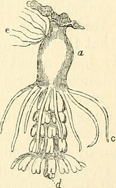 An illustration from The microscope and its revelations, 1856, leaf 565