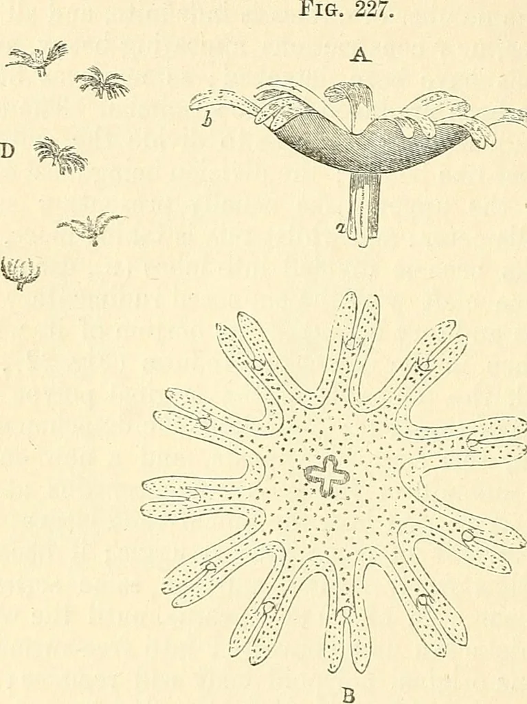 An illustration from The microscope and its revelations, 1856, leaf 567