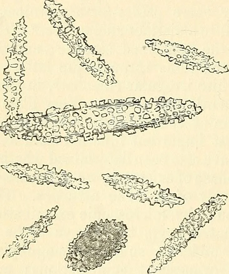 An illustration from The microscope and its revelations, 1856, leaf 571