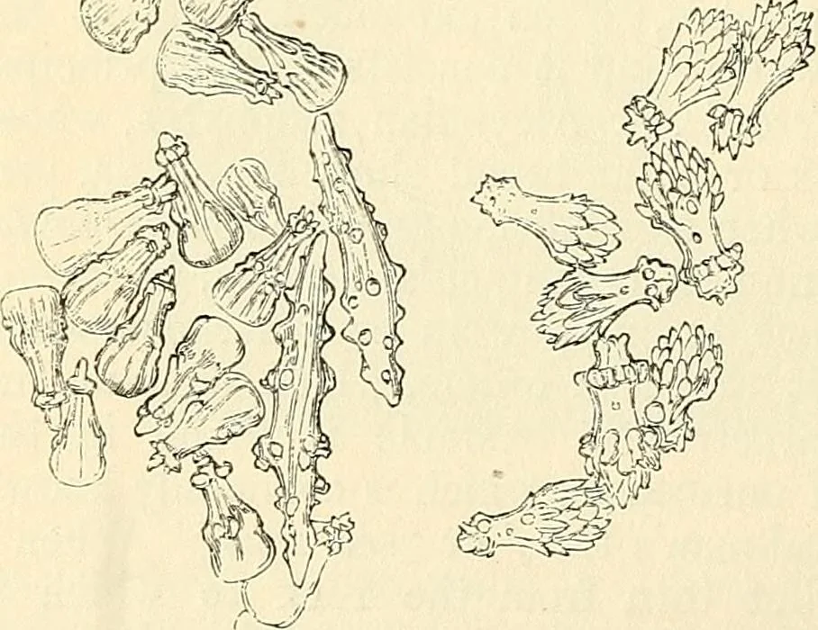 An illustration from The microscope and its revelations, 1856, leaf 571