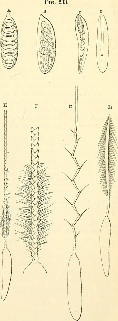 An illustration from The microscope and its revelations, 1856, leaf 574