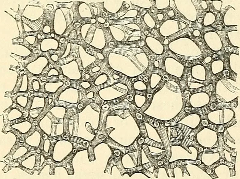 An illustration from The microscope and its revelations, 1856, leaf 577