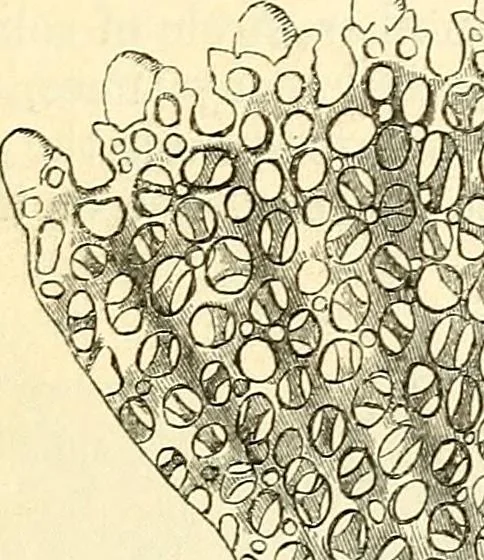 An illustration from The microscope and its revelations, 1856, leaf 578