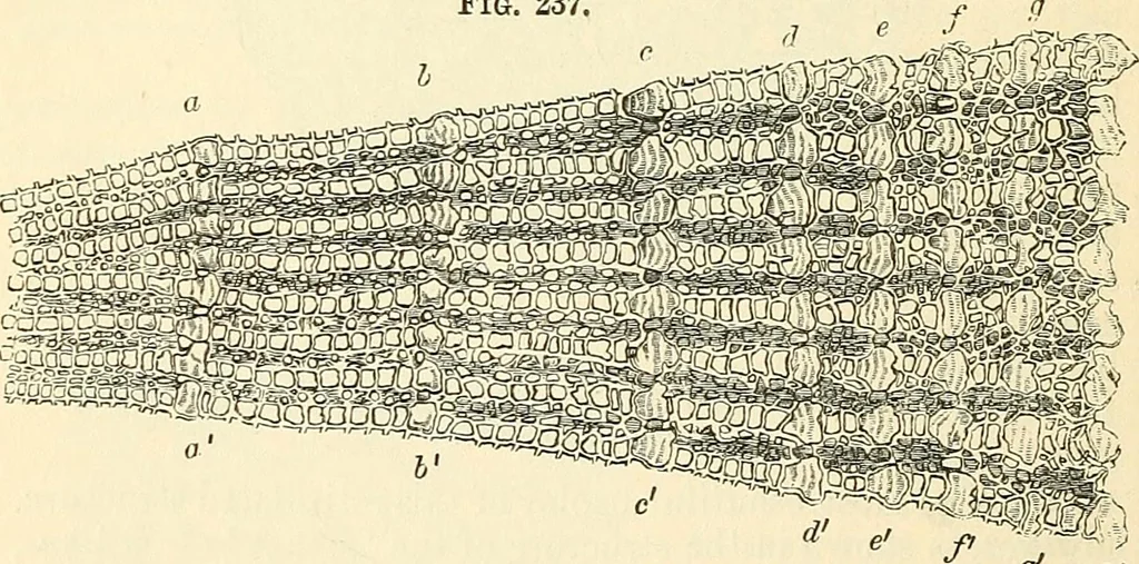 An illustration from The microscope and its revelations, 1856, leaf 579