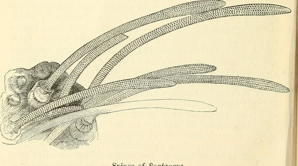 An illustration from The microscope and its revelations, 1856, leaf 581