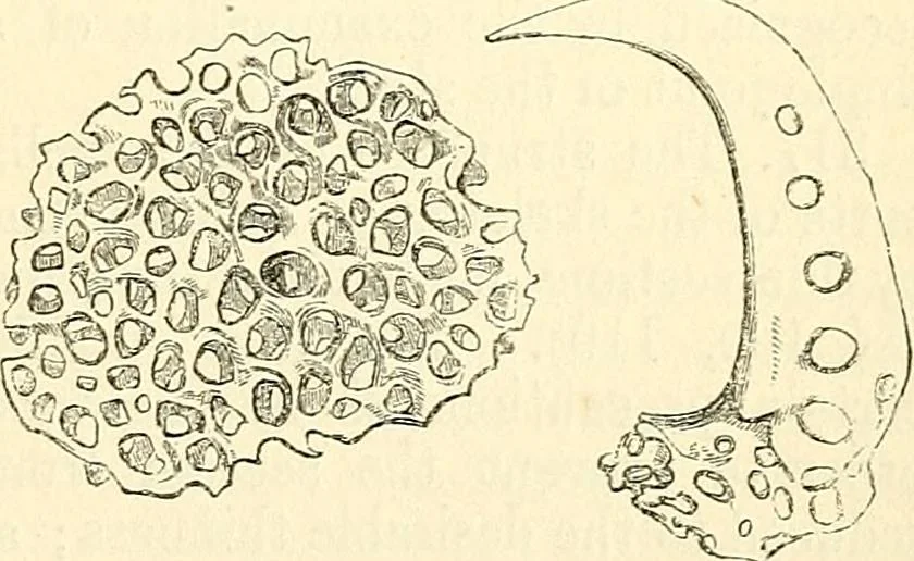 An illustration from The microscope and its revelations, 1856, leaf 582