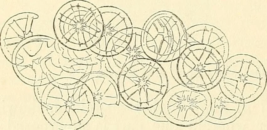 An illustration from The microscope and its revelations, 1856, leaf 587