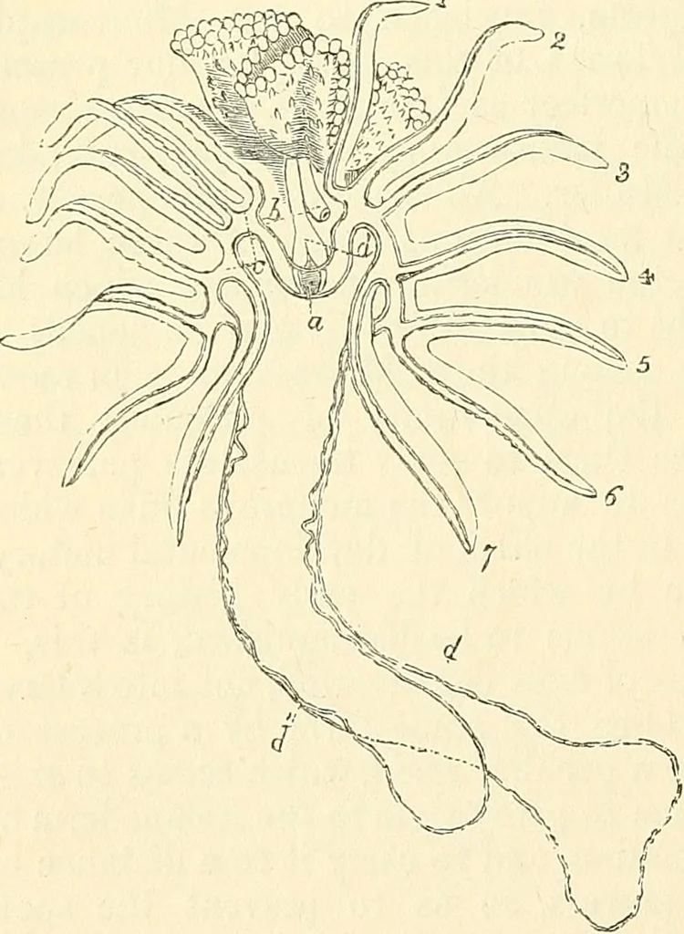 An illustration from The microscope and its revelations, 1856, leaf 589