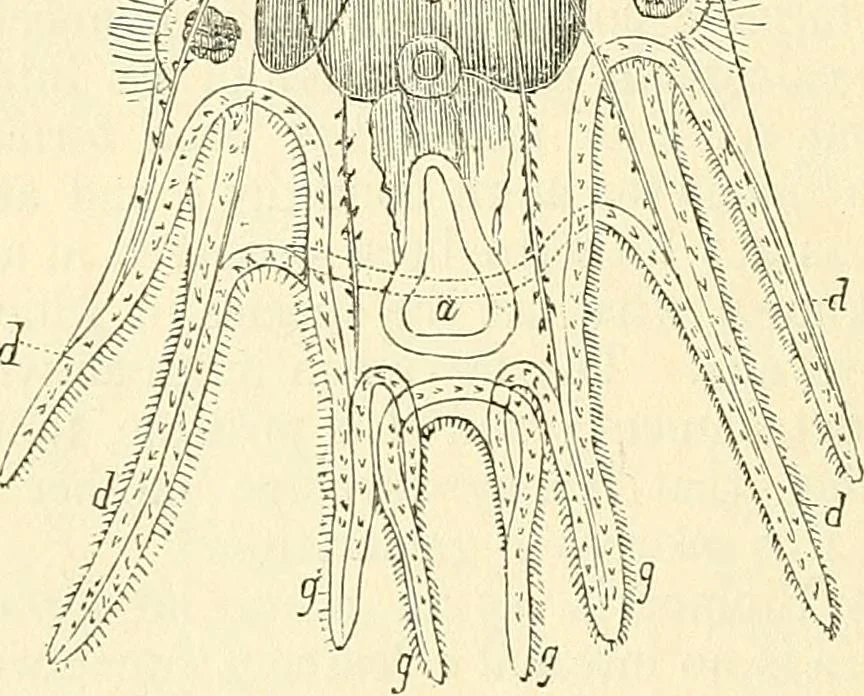 An illustration from The microscope and its revelations, 1856, leaf 591
