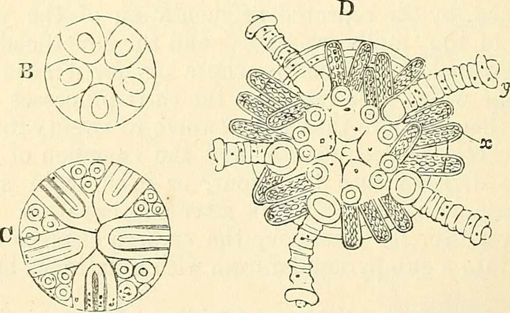 An illustration from The microscope and its revelations, 1856, leaf 591
