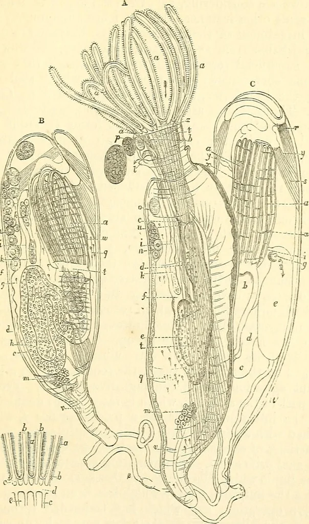 An illustration from The microscope and its revelations, 1856, leaf 596