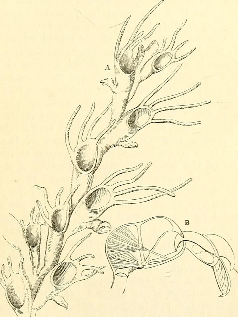 An illustration from The microscope and its revelations, 1856, leaf 602