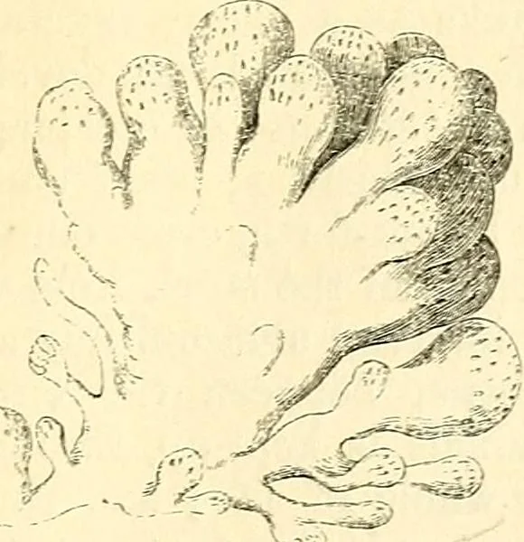 An illustration from The microscope and its revelations, 1856, leaf 606