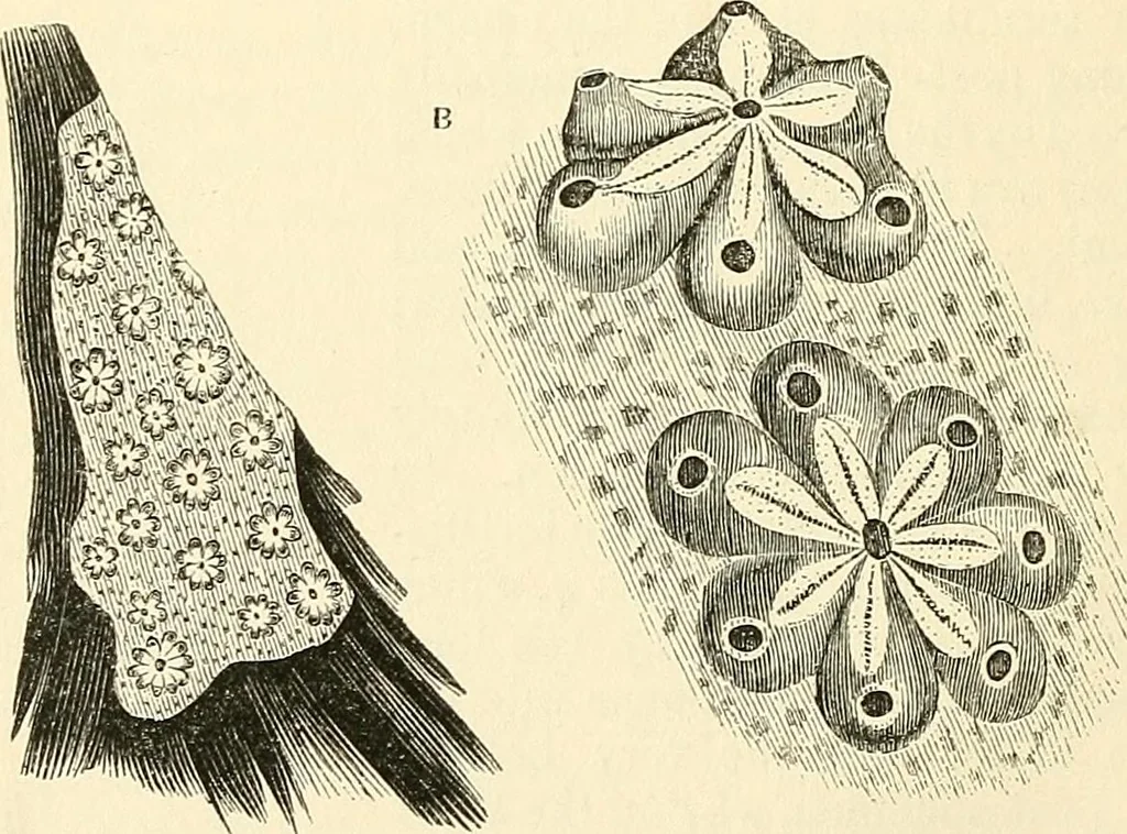 An illustration from The microscope and its revelations, 1856, leaf 607
