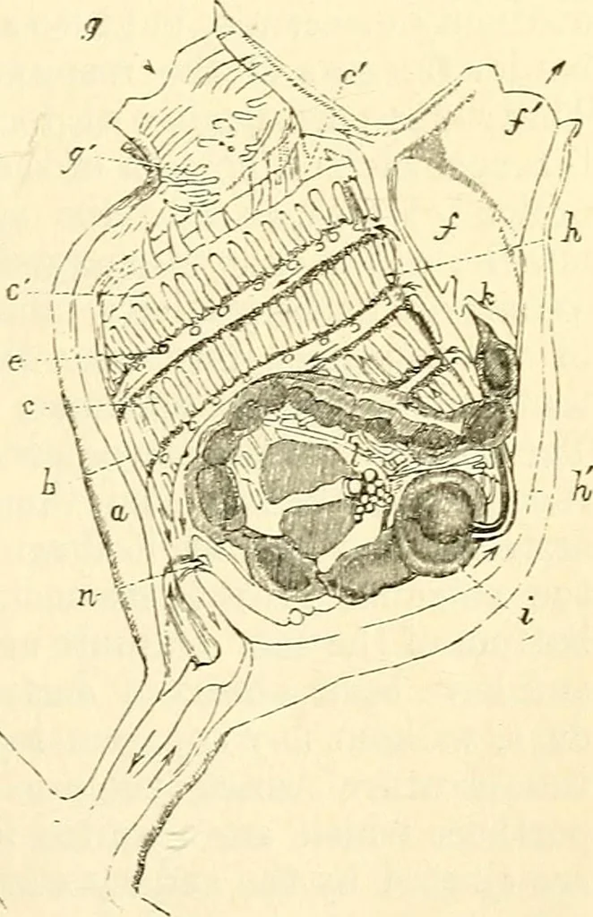 An illustration from The microscope and its revelations, 1856, leaf 608