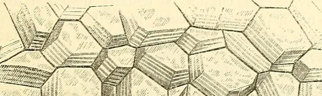 An illustration from The microscope and its revelations, 1856, leaf 614
