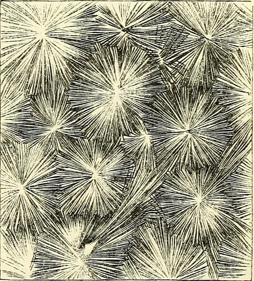 An illustration from The microscope and its revelations, 1856, leaf 616