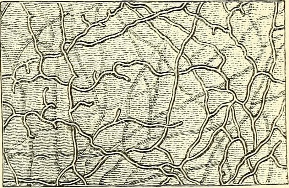 An illustration from The microscope and its revelations, 1856, leaf 620