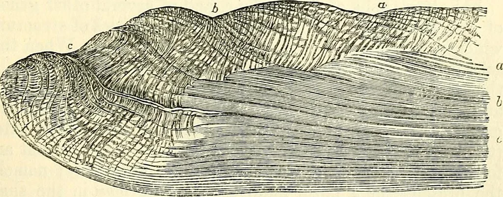 An illustration from The microscope and its revelations, 1856, leaf 620