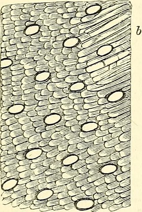 An illustration from The microscope and its revelations, 1856, leaf 622