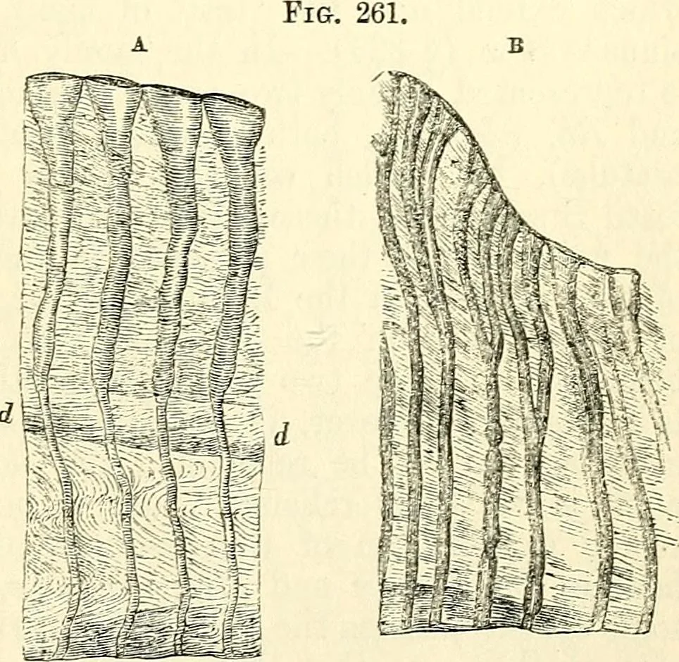An illustration from The microscope and its revelations, 1856, leaf 622