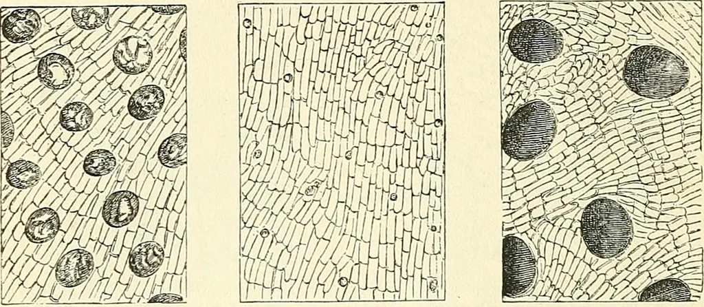 An illustration from The microscope and its revelations, 1856, leaf 623