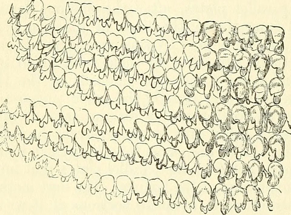 An illustration from The microscope and its revelations, 1856, leaf 627