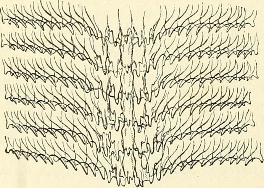 An illustration from The microscope and its revelations, 1856, leaf 627