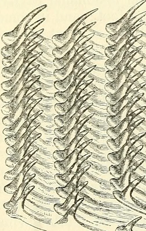An illustration from The microscope and its revelations, 1856, leaf 629