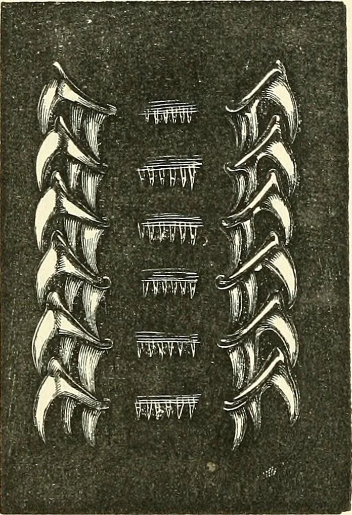 An illustration from The microscope and its revelations, 1856, leaf 631