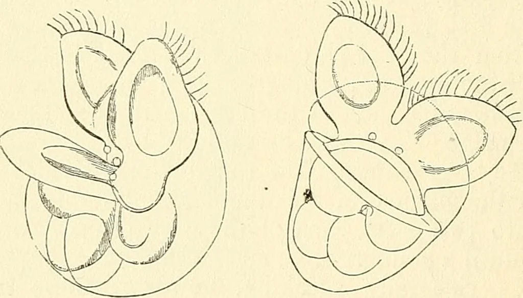 An illustration from The microscope and its revelations, 1856, leaf 633