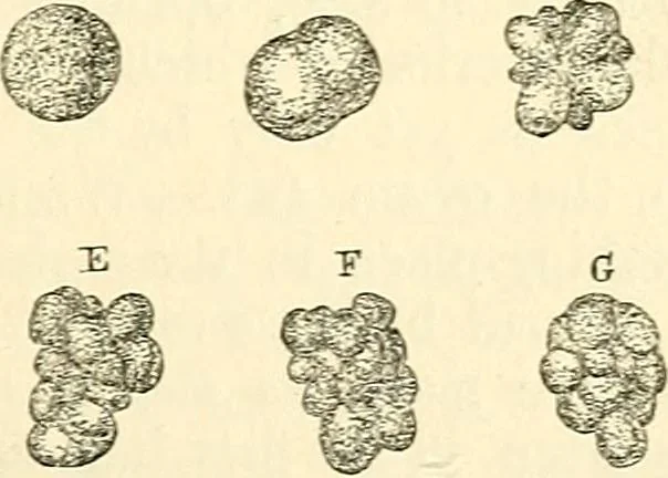 An illustration from The microscope and its revelations, 1856, leaf 634