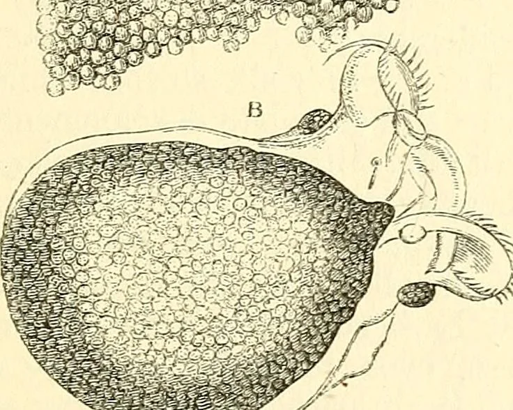 An illustration from The microscope and its revelations, 1856, leaf 636