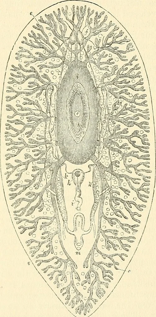 An illustration from The microscope and its revelations, 1856, leaf 647