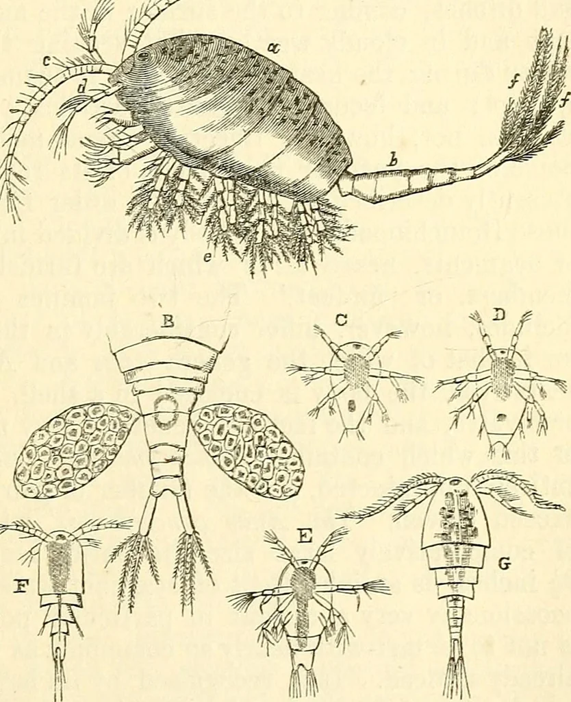 An illustration from The microscope and its revelations, 1856, leaf 658