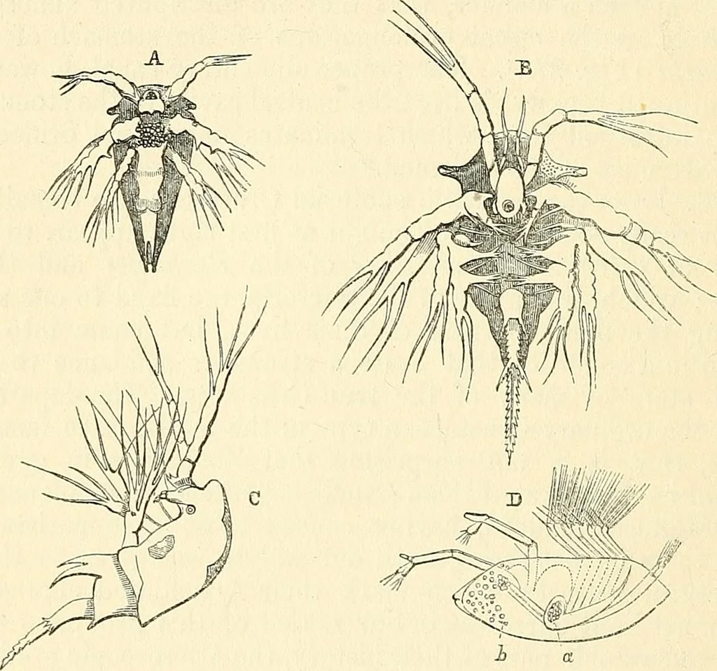 An illustration from The microscope and its revelations, 1856, leaf 665
