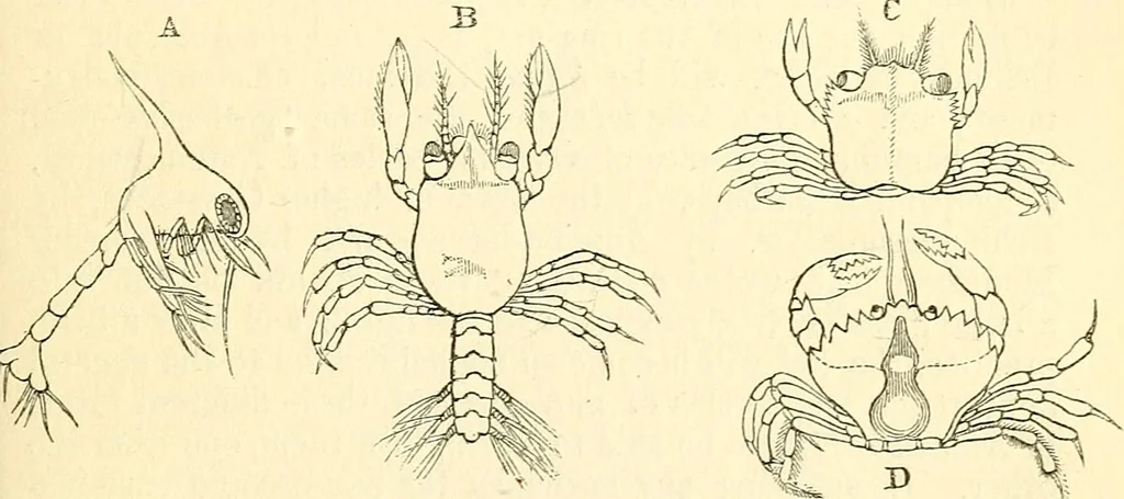 An illustration from The microscope and its revelations, 1856, leaf 668