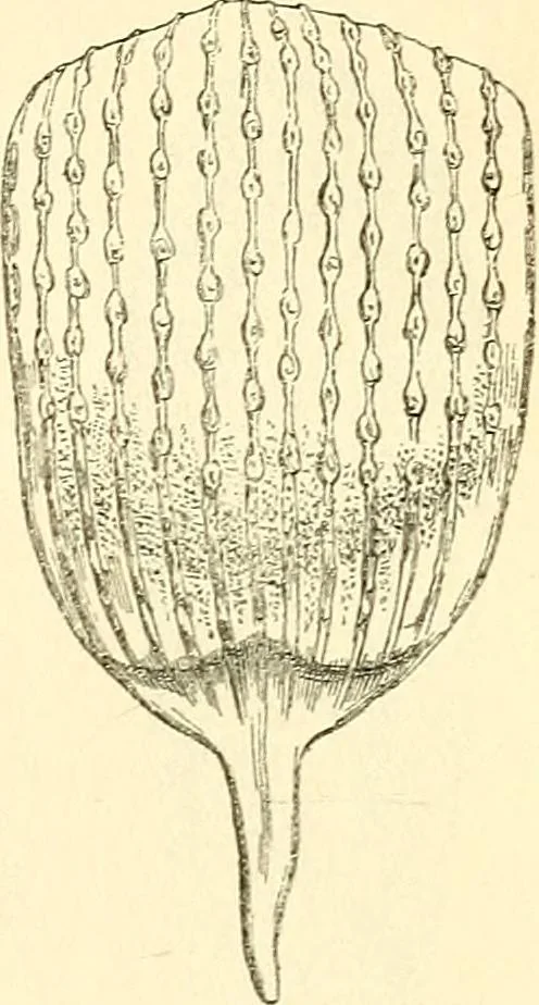 An illustration from The microscope and its revelations, 1856, leaf 676