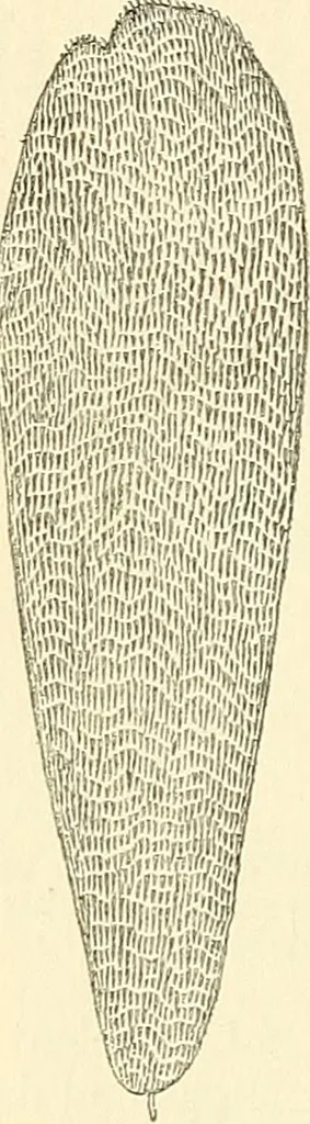An illustration from The microscope and its revelations, 1856, leaf 677