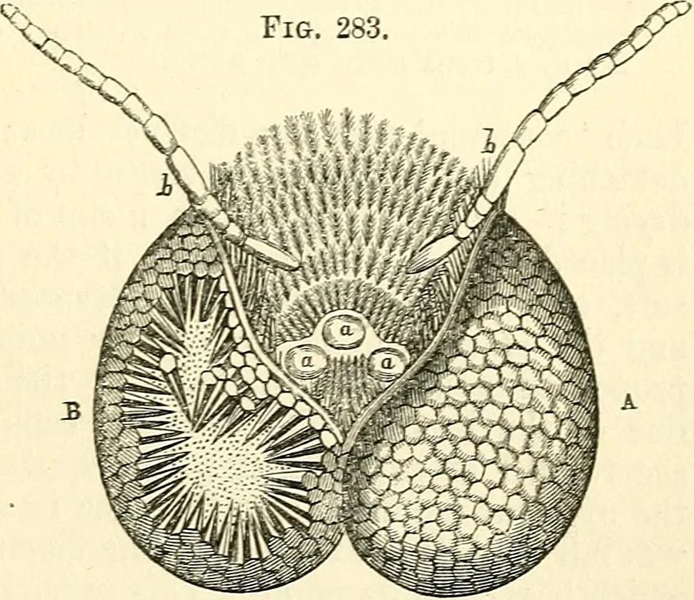 An illustration from The microscope and its revelations, 1856, leaf 680