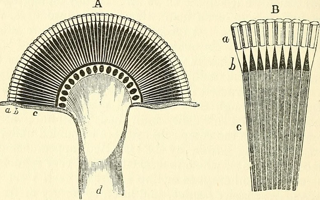 An illustration from The microscope and its revelations, 1856, leaf 681