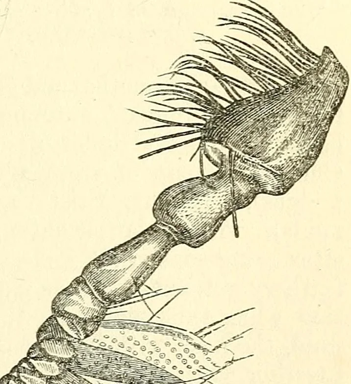 An illustration from The microscope and its revelations, 1856, leaf 684