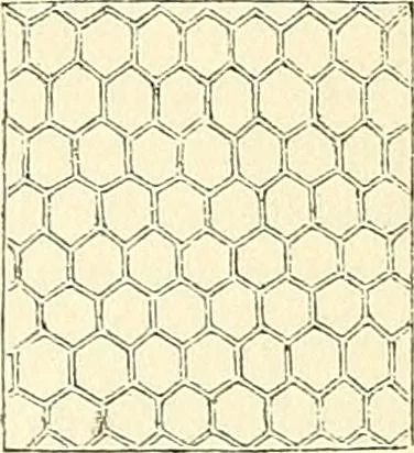 An illustration from The microscope and its revelations, 1856, leaf 685