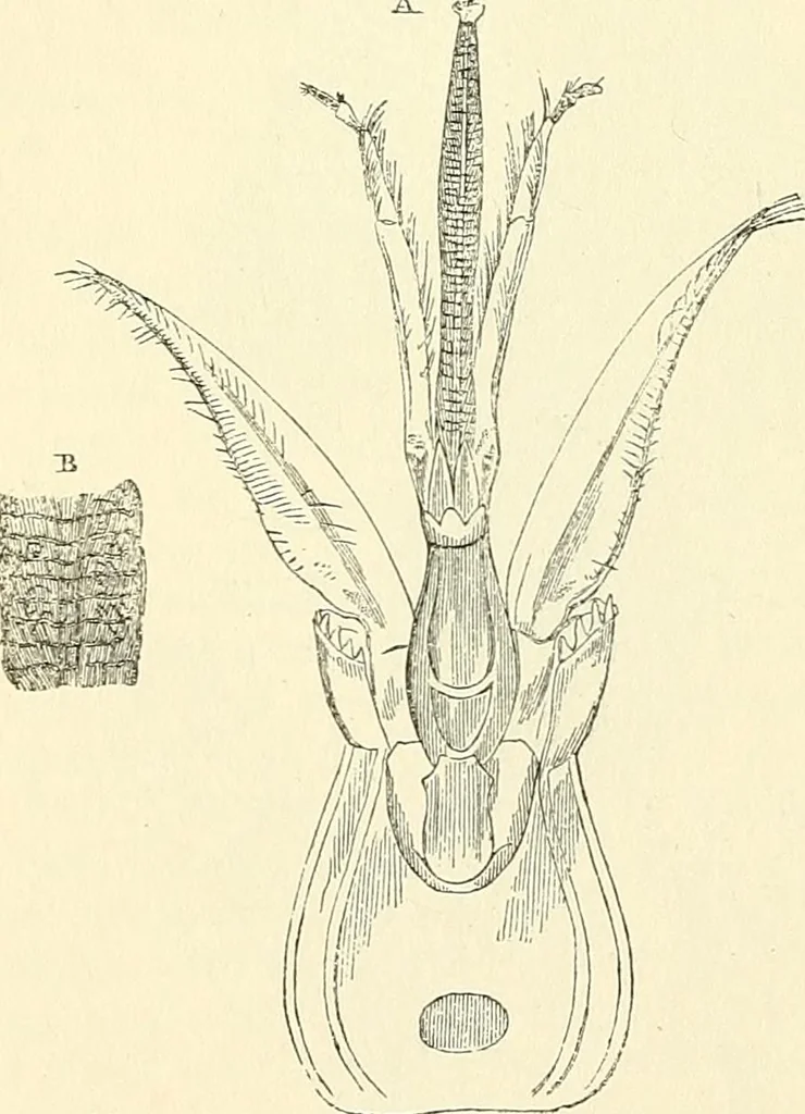 An illustration from The microscope and its revelations, 1856, leaf 687