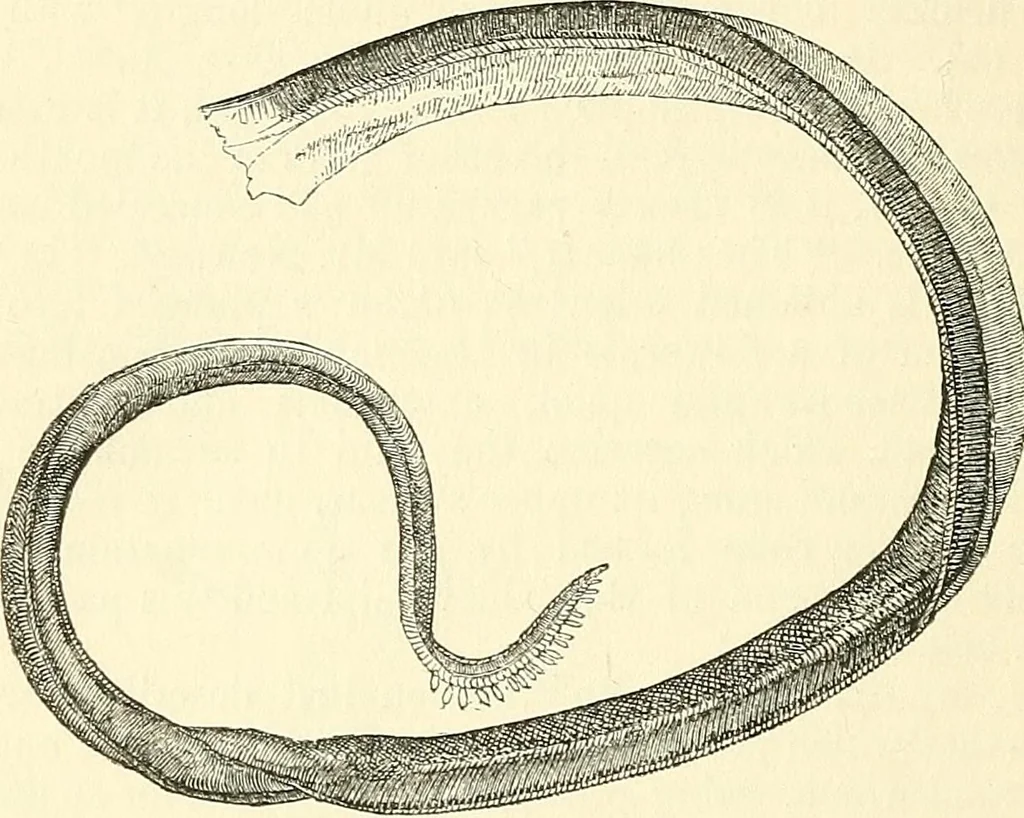 An illustration from The microscope and its revelations, 1856, leaf 689